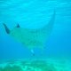 67- Raie manta dans la baie d'Avea 